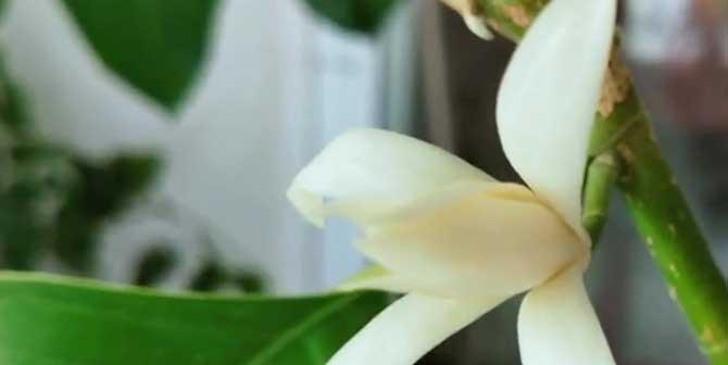 白兰花剪枝技巧详解（什么时候剪枝最合适）