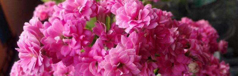 善良温暖的花语——蒲公英（以蒲公英为代表的善良温暖之花语）