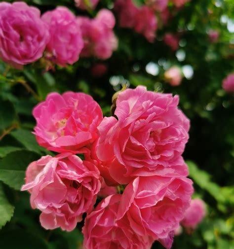 胜利的花语——以鹰嘴花为主题的文章（鹰嘴花）