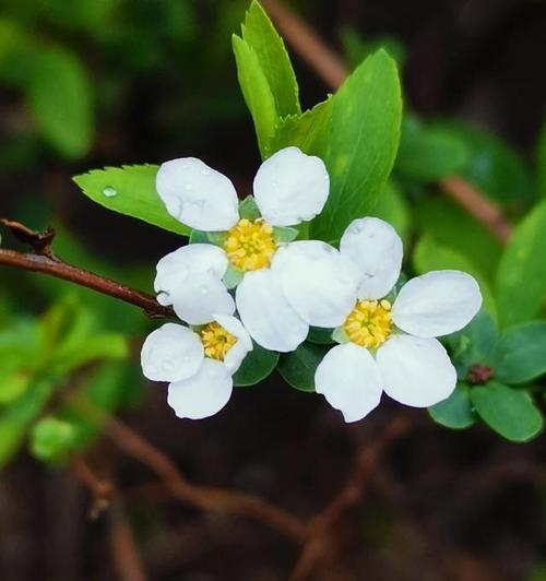 以牡丹花的花语为主题的文章（释怀牡丹）