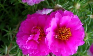 以菊花为象征的团结之花（菊花花语及其象征团结的重要意义）