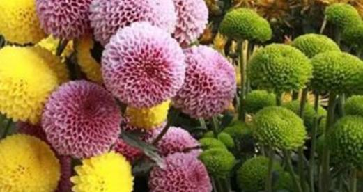 微笑花开，快乐绽放（探寻微笑花的花语）