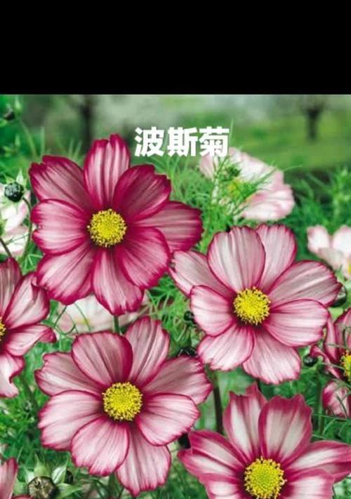花语告白(以玫瑰花为媒)