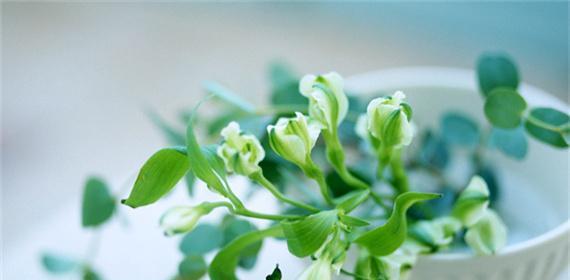 遗憾的花语——以百合花为例（失去与悔恨）