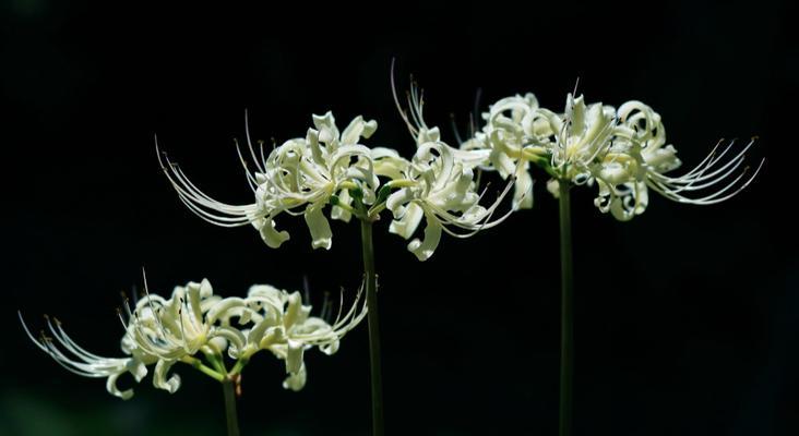 永不再见的花语（用菊花传递永恒的告别）