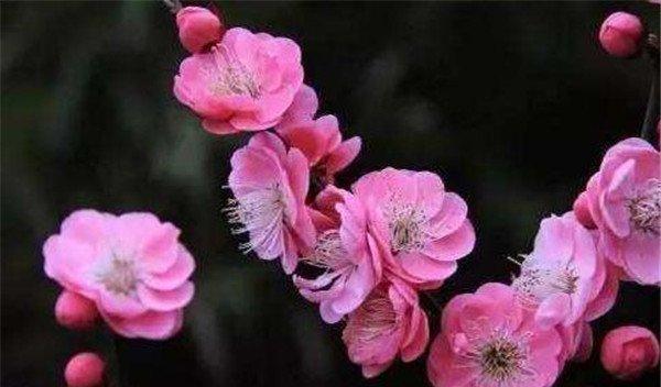 永远的承诺——以玫瑰花的花语为主题的文章（玫瑰花）