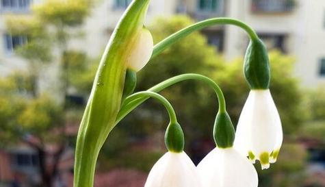 友情花语——用百合传递真挚友谊（百合花的花语与友情的象征意义）