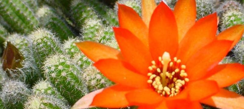 拯救之花（拯救人与自然）