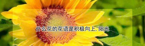 以莲花花语为主题的文章（探索莲花花语的内涵及对个人成长的启示）