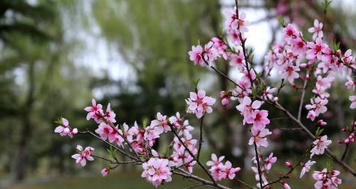 桃花（桃花的象征意义和文化内涵）