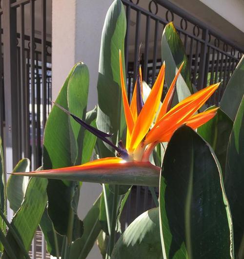 天堂鸟的花语（自由的羽翼）