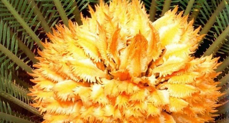 铁兰开花的寓意与象征（铁兰开花的美丽与坚韧）