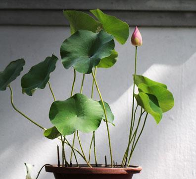 碗莲的花语和寓意（揭开碗莲花所代表的象征意义）