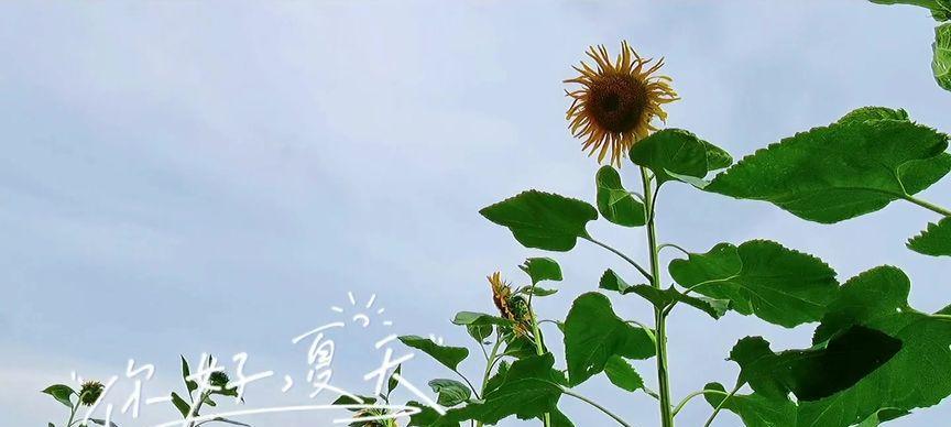西瓜的花语与寓意（揭秘西瓜的神秘花语）