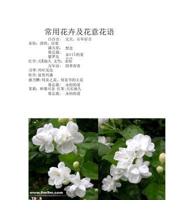仙人球花的花语与寓意（探寻仙人球花所代表的含义及象征意义）