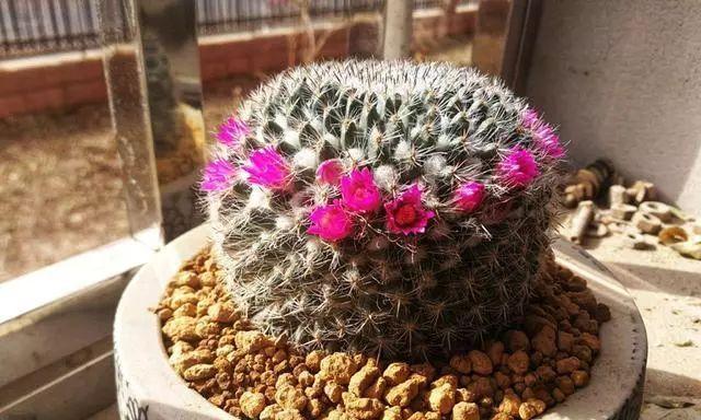 仙人球开花的寓意及兆头解析（揭秘仙人球开花的隐藏信息）