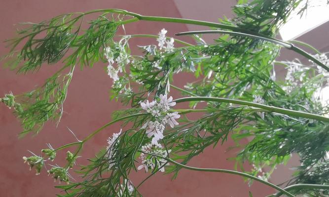 香菜是否会开花（探究香菜生长周期及开花现象）