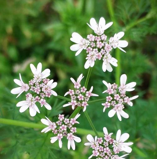 香菜是否会开花（探究香菜生长周期及开花现象）