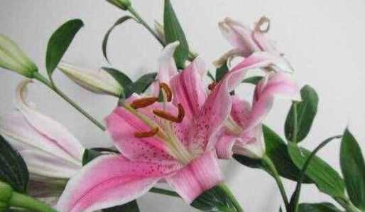 香槟百合的花语与寓意（揭秘香槟百合的深层寓意与神秘力量）