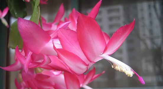 蟹爪兰的花语与寓意（探秘蟹爪兰的代表意义及象征）