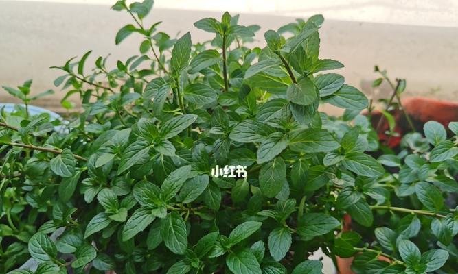 以一抹香开花——感悟生命的美丽与意义（从花朵的盛放中寻找灵感与启示）