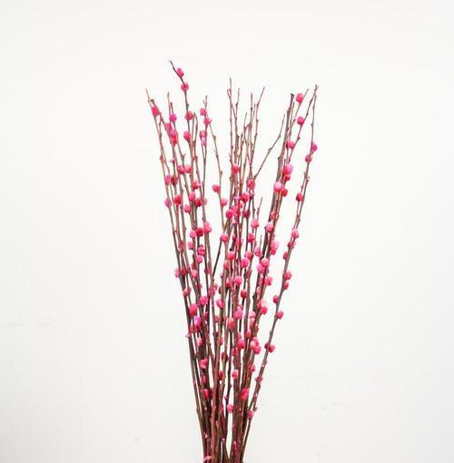 银柳的花语和寓意，揭示生命的脆弱与坚韧（以银柳为主题的花语和寓意）