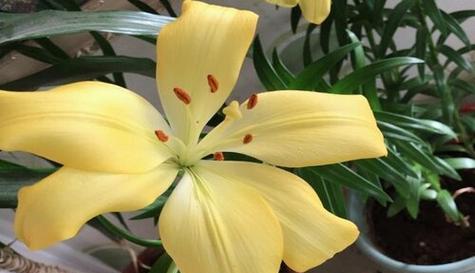自信之花（探索花语中的自信力量）