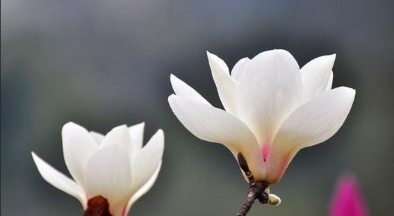 玉兰花的花语与寓意（探寻玉兰花的深意）