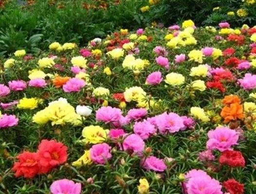 美丽花草（以花朵为媒介）