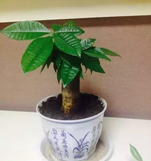 招财植物（以寓意招财的植物及其独特魅力）