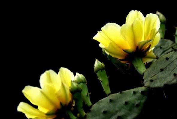 仙人掌与花语（探索仙人掌的花语）