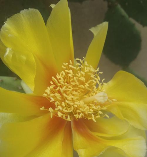 仙人掌与花语（探索仙人掌的花语）