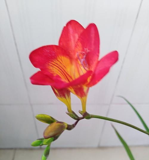 香雪兰的花语与意义（探究香雪兰的内涵及象征意义）