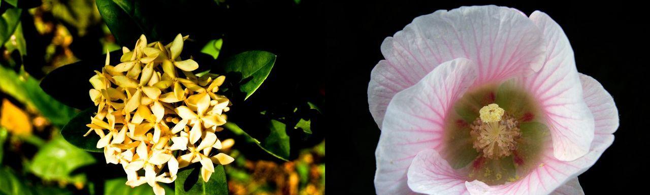 香堇花的象征意义（探寻香堇花的文化内涵与寓意）