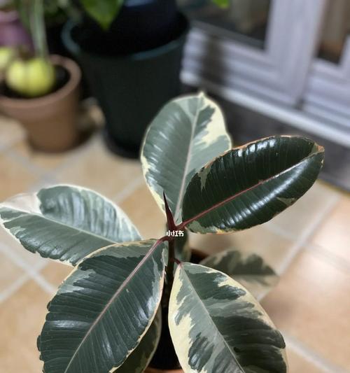 橡皮树（探寻橡皮树的象征意义）