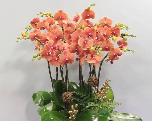 小蝴蝶兰花语的魅力（探寻小蝴蝶兰的花语之美）