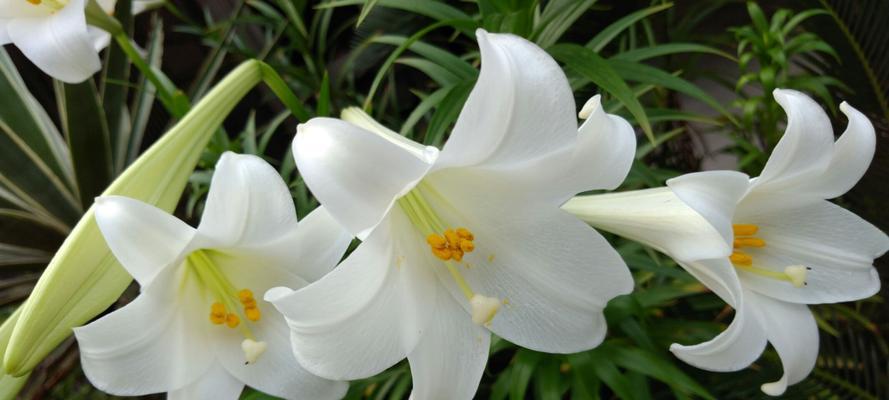 亚马逊百合的花语与意义（揭开亚马逊百合的花语之谜）
