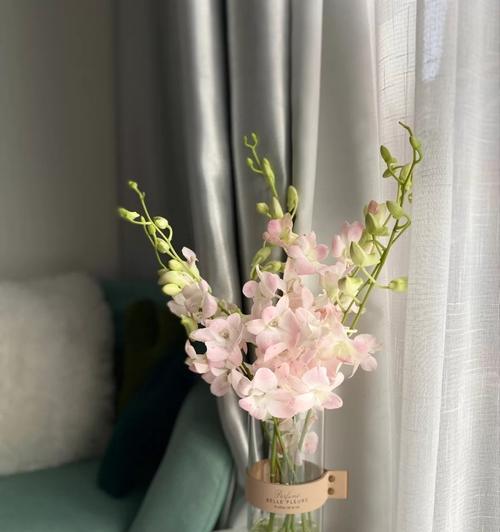 洋兰花的象征意义与魅力（探寻洋兰花的神秘内涵及文化象征）