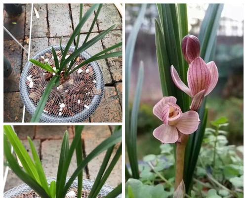 野生兰花的花语(探索兰花花语之美)