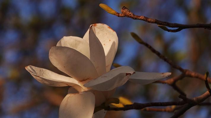 感恩之花（以玉兰花为纽带）