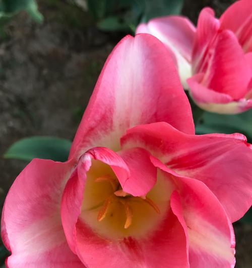探寻郁金香粉色花语的秘密（揭示粉色郁金香所代表的情感与寓意）