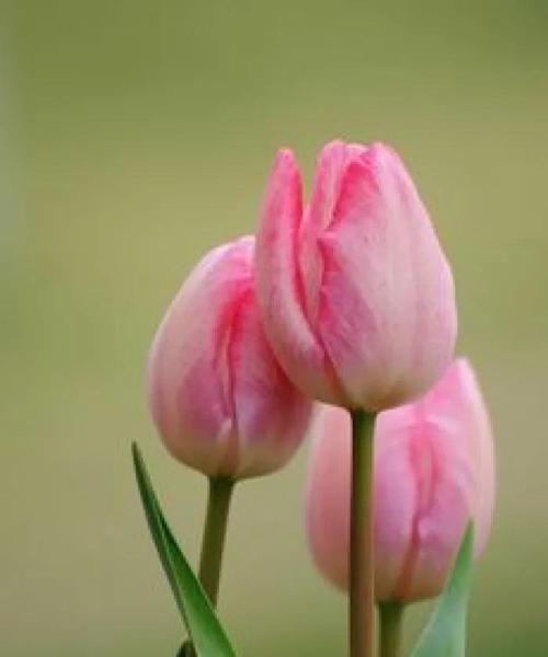 郁金香花语与其象征意义的探索（探寻郁金香花语及其传承的文化遗产）