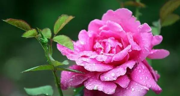 月季花莲花花语(传递深情与浪漫的花卉之语)