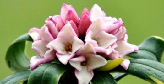 瑞香花的花语之不同颜色的意义（探究瑞香花不同颜色背后的含义与象征）