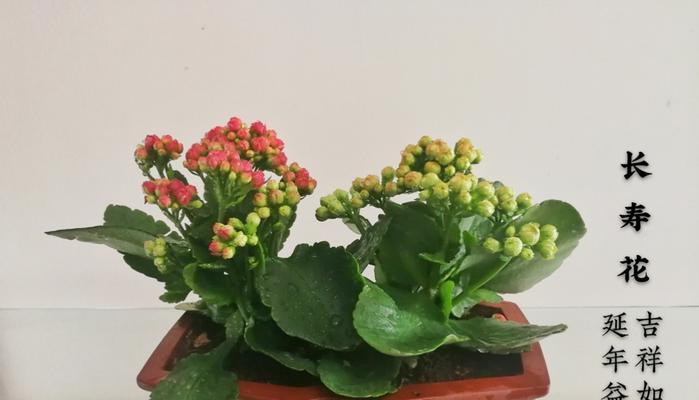 不同颜色长寿花花语的意义（揭秘长寿花不同颜色的花语与传说）