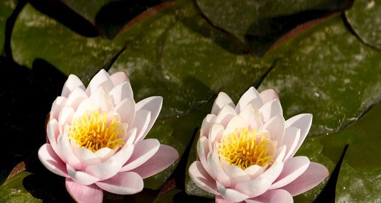 睡莲花语之不同颜色的花语解读（从颜色探究睡莲的内涵世界）