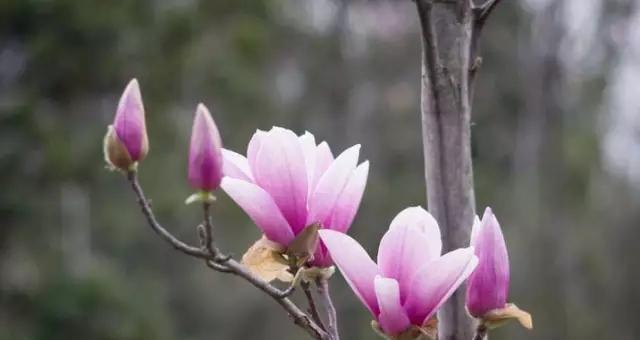 不同颜色玉兰花的花语（探究玉兰花不同颜色的神秘花语）