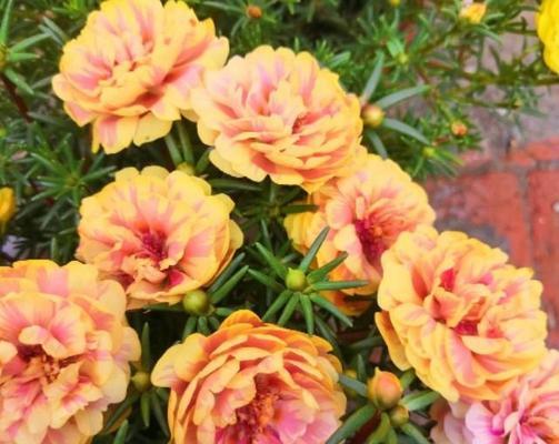 不需要阳光的花卉大全（适合室内种植的15种不需要阳光的花卉）