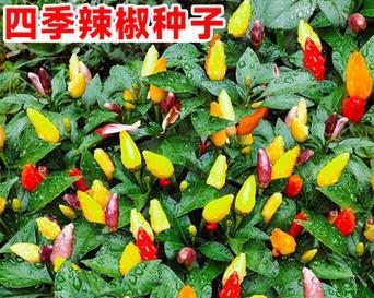 彩椒的播种时间（合适的播种时间）