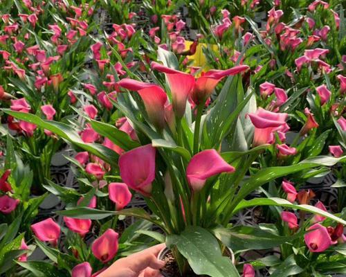 彩马花的养殖方法（从种植到管理全面指导）